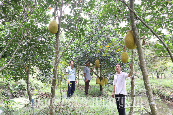 Xã Xuân Hòa phát triển trồng mít ruột đỏ