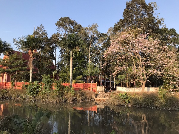 KÈN HỒNG KHOE SẮC TẠI CHÙA PÔTHI THLÂNG
