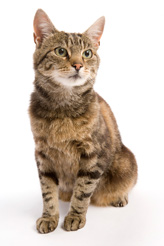 Cat1